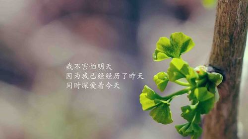 的v